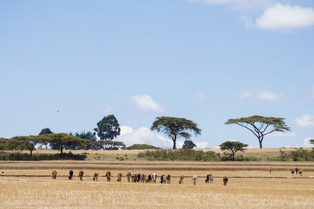 How to Choose the Perfect Safari in Kenya